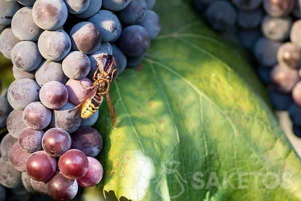 Hvepse - måder at håndtere irriterende insekter på